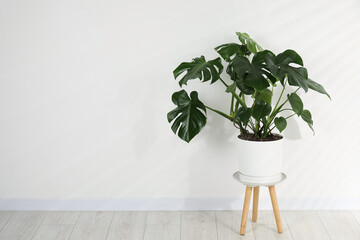 Beautiful monstera growing in pot on floor near white wall indoors. Space for text © New Africa