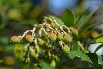 Obraz premium Strawberry tree branch with unripe fruit - Latin name - Arbutus unedo