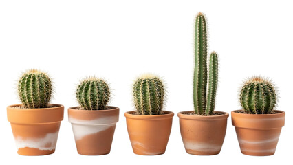 Fototapeta premium Five Potted Cacti in Terracotta Pots on White Background