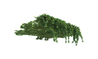 Landscaping for a pergola without a pergola foliage trailing plant alpha channel