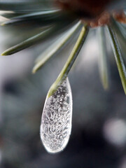 Close-up of a frozen water droplet hanging from a pine needle, showcasing intricate ice patterns...