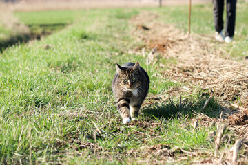 a grey cat is walking at an unpaved path with green grass between fields at a sunny day in springtime