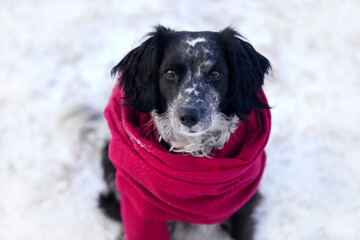 Dog wrapped in a cozy red scarf sits on a snowy ground, showcasing its playful expression and fluffy fur, embodying warmth and joy in a winter setting
