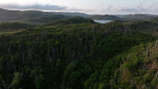 Newfoundland Wilderness