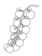 A branch of cherry tomatoes, outline drawing, illustration drawn by hand. Black and white sketch of fresh, healthy vegetables for coloring, menus, food packaging, farmers market design.