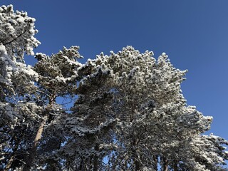 snow covered branches