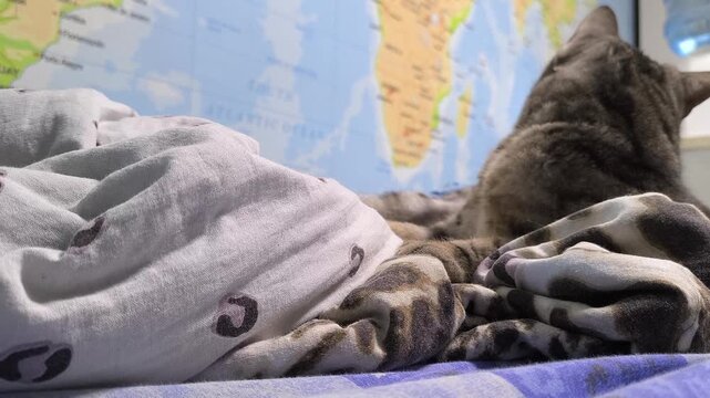 The Scottish cat lies playfully, with a map in the background