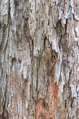 Fototapeta premium Close-up of flaky and fibrous tree bark, with gray, beige, and brown tones. Texture, nature, background, abstract.