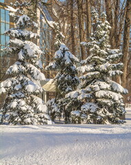 Snow-covered fir trees in the winter park