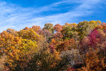 Fototapeta premium 日本の秋の風景