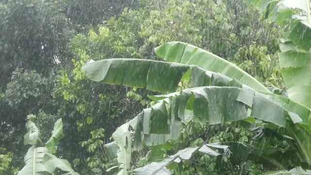 heavy rain with green trees blowing in the wind