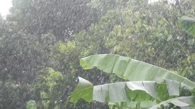 heavy rain with green trees blowing in the wind