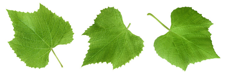 Obraz premium Grape leaves isolated on white background. Top view. Flat lay