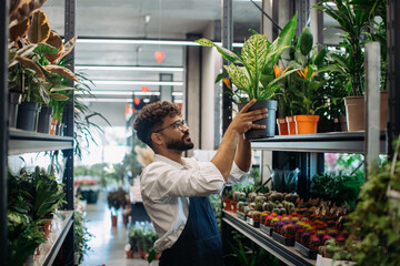 Florist man arranging houseplants in garden center