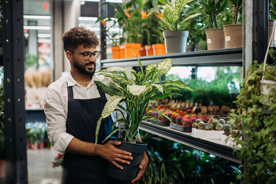 Florist worker carrying potted plant in flower shop