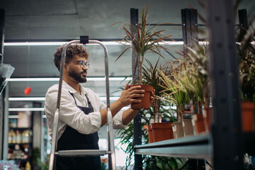 Florist arranging houseplant on shop display shelf
