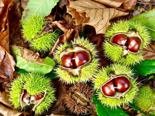 Spiny chestnut fruit