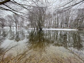 Winter Flood in Forest with Bare Tree Reflections in Water. High quality photo