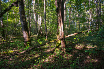 Sous-bois de la for&ecirc;t genevoise