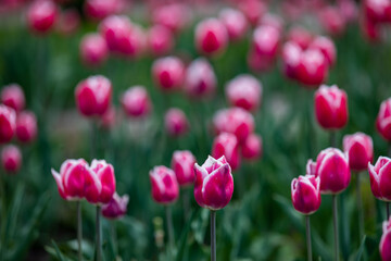 Obraz premium Blooming Orange, Magenta, Red Color Tulip Flowers.