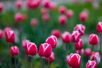 Obraz premium Blooming Orange, Magenta, Red Color Tulip Flowers.