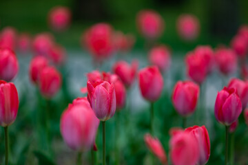 Obraz premium Blooming Orange, Magenta, Red Color Tulip Flowers.