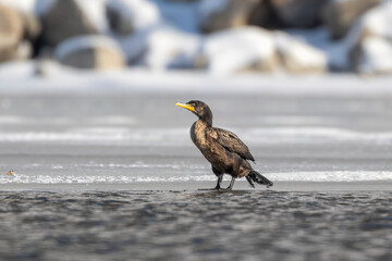 Cormorant in winter on the Upper Mississippi River