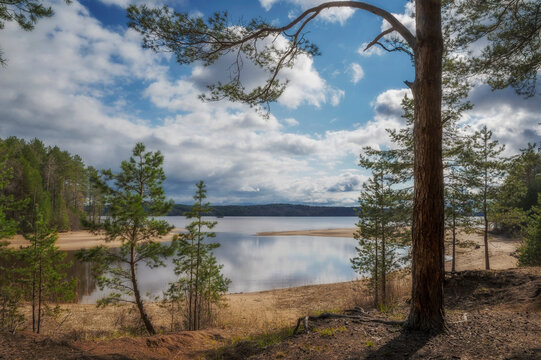 View of the Kama River from a pine forest on a sunny summer day.