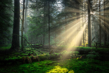 Obraz premium Sunny morning in the pine forest with sunbeams