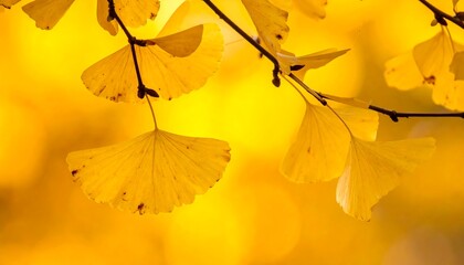 Ginkgo leaves glow yellow against a blurred, bright background, evoking the warmth of autumn days