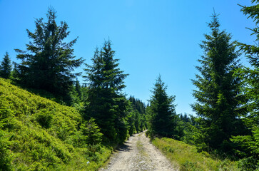 Gravel path winds through a lush evergreen forest beneath a clear blue sky, inviting outdoor exploration and peaceful nature moment