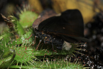 Drosera spatulata sundew plant fly macro photograph