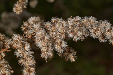 Macro photograph of goldenrod inflorescences filled with light and life. Natural texture and warm tones create a sense of peace and harmony. Delicate goldenrod blossoms bloom under soft sunlight.