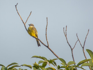 A small yellow-bellied bird sits alertly on a bare twig above lush green foliage, captured at a slight low angle against a soft sky.