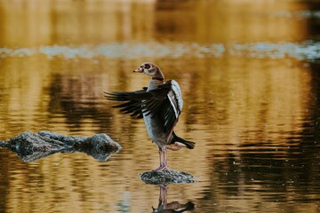 Small bird © szalenibracia