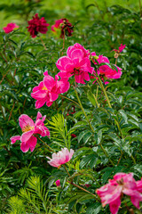 Fototapeta premium Peonies show off their bright pink petals in a vibrant garden filled with greenery