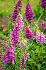 Obraz premium Bright pink foxglove flowers bloom together, creating a stunning scene in a lively garden