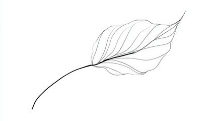 Delicate monochrome illustration of a single leaf, its veins subtly suggested, on a crisp white background