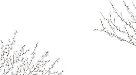梅の枝のモノクロ線画