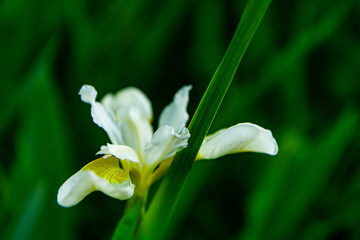 white iris