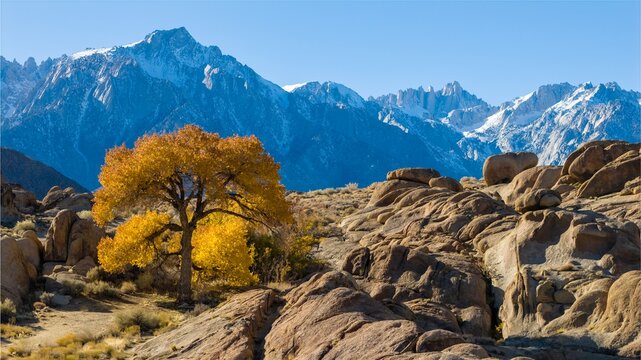 Lone cottonwood tree in Alabama Hills near Mt Whitney Portal in California