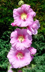 Close-up pink and red hollyhocks (Alcea rosea) in the meadows. It&rsquo;s an ornamental dicot flowering plant in the family Malvaceae.