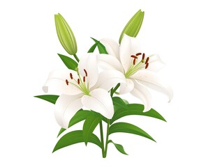 Illustration two white lilies in full bloom with green leaves, against a blank backdrop