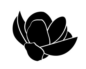 magnolia flower isolated on white background © Beta757