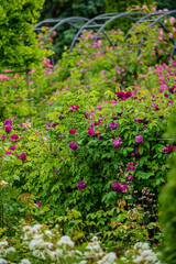 Colorful roses line a winding garden path, inviting exploration