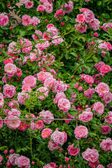 Fototapeta premium A beautiful display of pink roses fills the garden, showcasing nature's vibrant colors and beauty