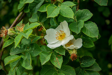 White flowers with yellow centers spring to life among lush green foliage, brightening the garden