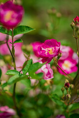 Bright pink flowers thrive among lush green leaves in a sunny garden scene
