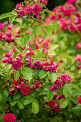 Fototapeta premium Rows of bright pink roses flourish in a vibrant garden, capturing the beauty of nature's glory