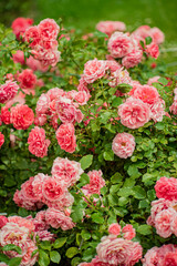 A stunning display of pink roses unfolds in a lush garden, illuminated by spring sunlight